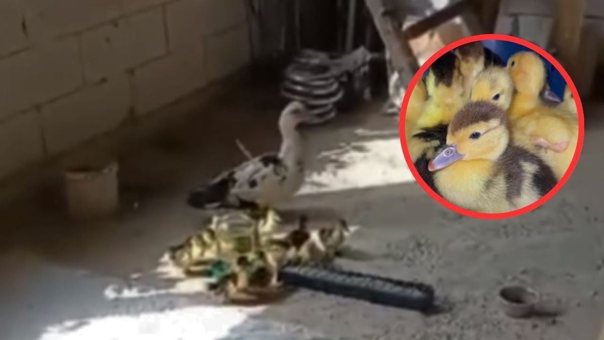 Kacza rodzina uratowana z linii frontu