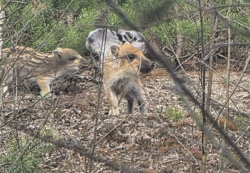 "Coś naprawdę wyjątkowego". Leśnik wypatrzył go wśród zarośli