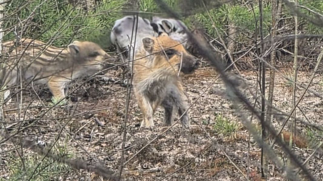 Niezwykły dzik na profilu nadleśnictwa w Toruniu