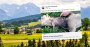 Hodowca poszedł na pastwisko. Nie wierzył własnym oczom: "To barbarzyństwo"