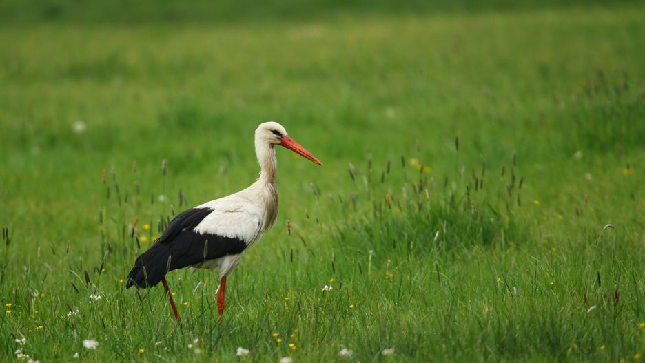 bialy, ptak, bocian, ptactwo, charakter, zwierzak, dzika natura, belfer, pierze, gras, dzika, ciconia, czarna, hayfield, ogród zoologiczny, banknoty, lato, pola