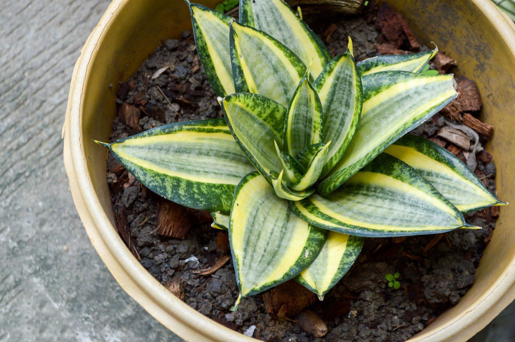 Sansewieria to bardzo wytrzymała roślina doniczkowa