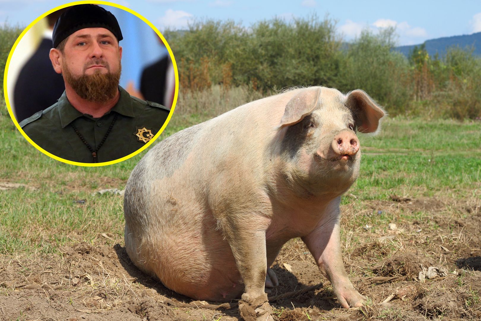 Hodowcy trzody zakpili z Kadyrowa. Tak nazwali nową rasę świń