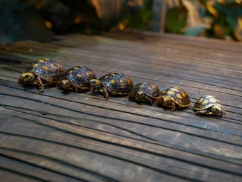 Guzik, Bąbel i Tyci. Płockie ZOO pochwaliło się nowymi mieszkańcami