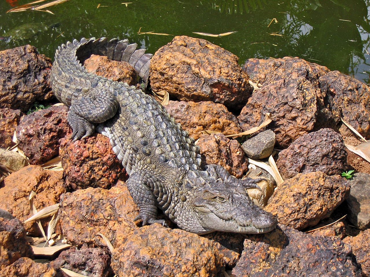 Meet the Indian Mud Crocodiles. From bloodthirsty predators to empathetic flower admirers and dog rescuers.