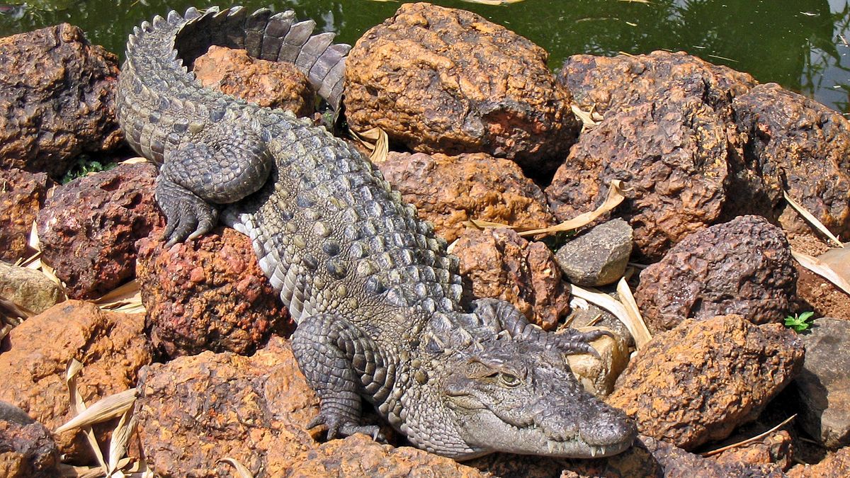 Kochają kwiaty i są empatyczne? Brzmi jak scenariusz bajki "Wielki zielony krokodyl domowy"