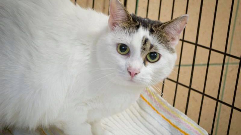 Anitka, kotka do adopcji ze Schroniska na Paluchu