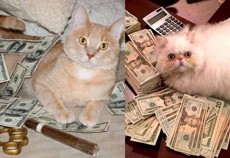 Koty, które pozują z pieniędzmi