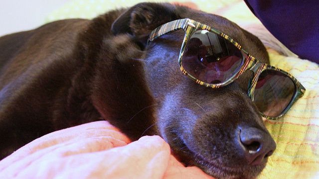 Zobacz park widziany z psiej perspektywy [wideo] 1