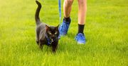 Wychodzisz z kotem na dwór? Zastanów się dwa razy