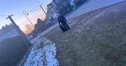 Szybka interwencja policjantów – uspokoili agresywnego psa na ulicy Kopernika