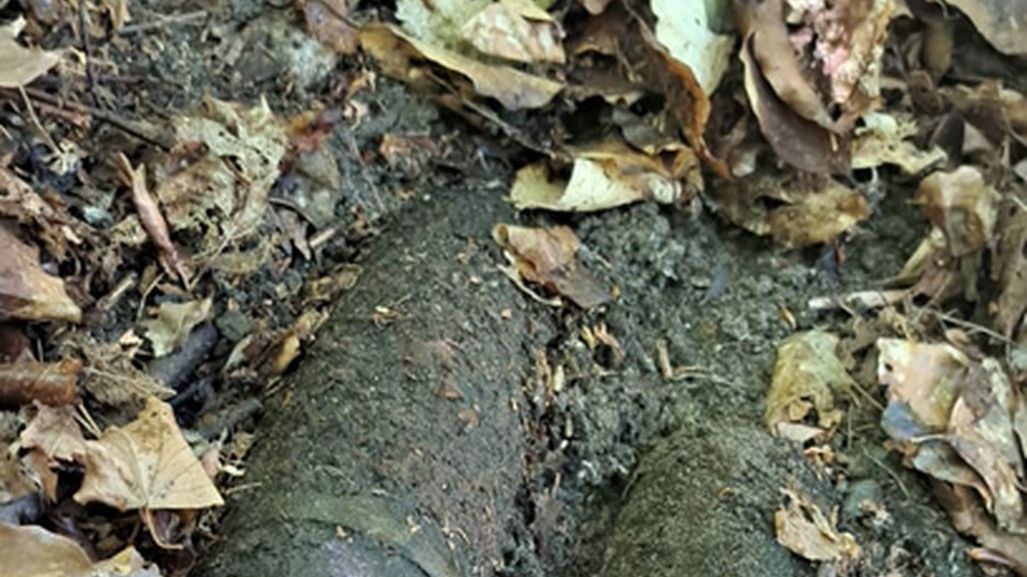 Znaleźli to w lesie. Potrzebni byli saperzy 