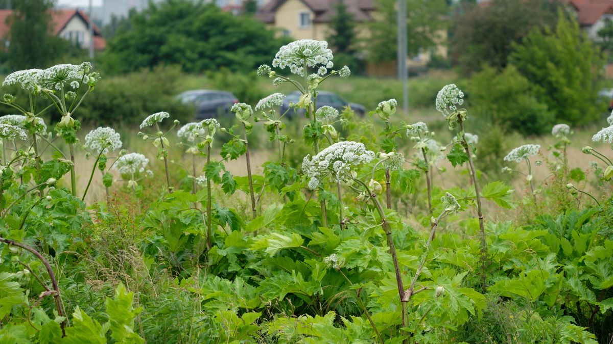 Barszcz Sosnowskiego powoduje oparzenia skóry
