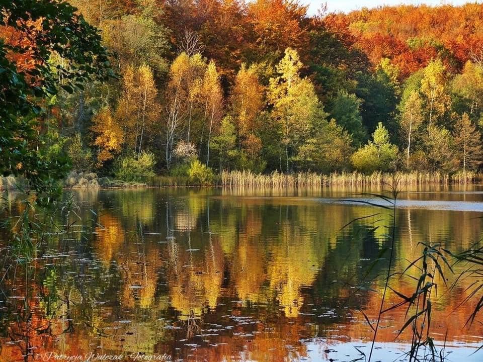 Piękno polskiej jesieni na zdjęciach naszych czytelników. W tym roku jest wyjątkowa! 14