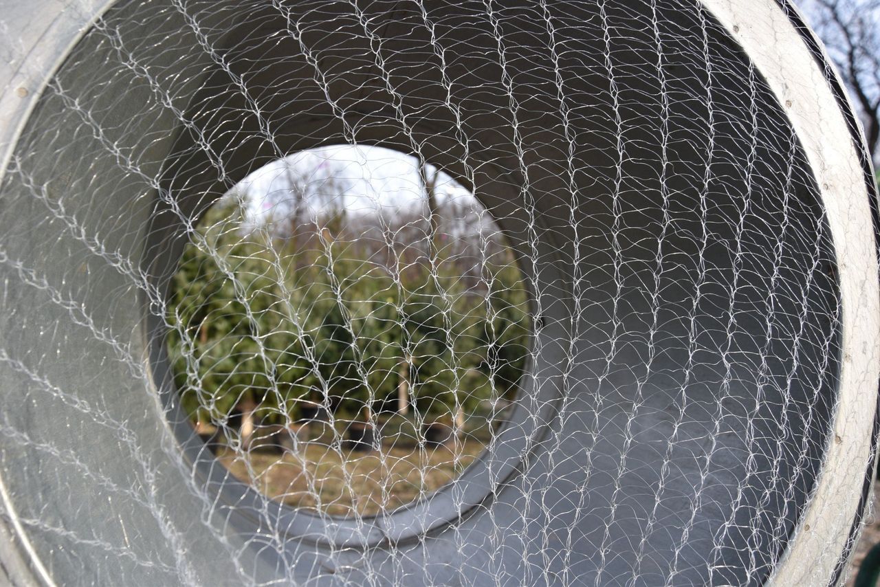 Jodła kontra świerk. Jeden gatunek wytrzyma dłużej i mniej się sypie