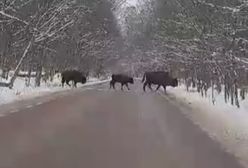 Żubry na drodze. Niesamowity widok. "Jak u Mohikanów"