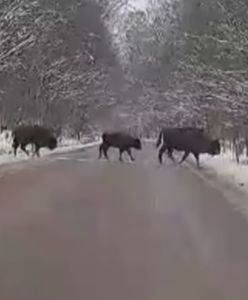 Żubry na drodze. Niesamowity widok. "Jak u Mohikanów"