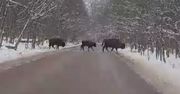 Żubry na drodze. Niesamowity widok. "Jak u Mohikanów"