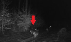 Tak przemierzały leśny trakt. Uchwyciła je fotopułapka