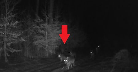 Tak przemierzały leśny trakt. Uchwyciła je fotopułapka