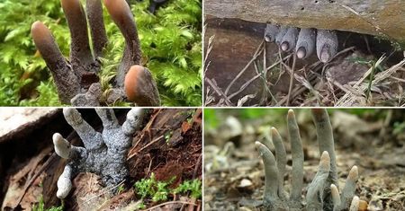 Myślała, że spod ziemi wystaje trup. To tylko "palce umarlaka"