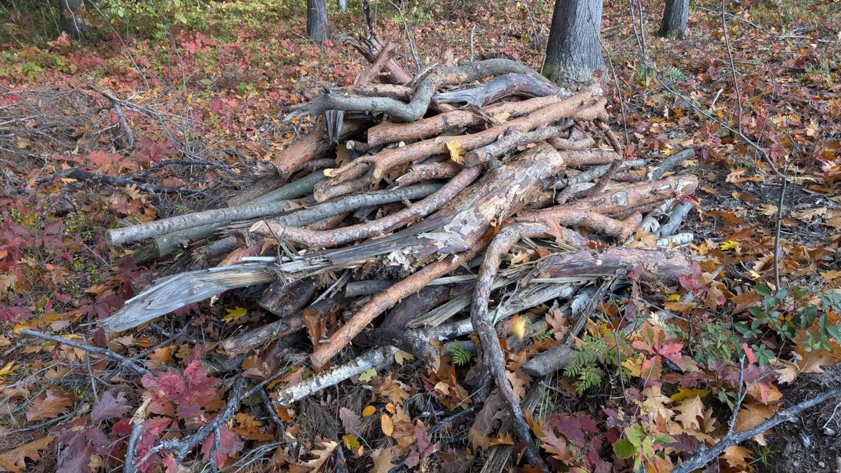 Leśnicy zapraszają na samowyrób drewna.