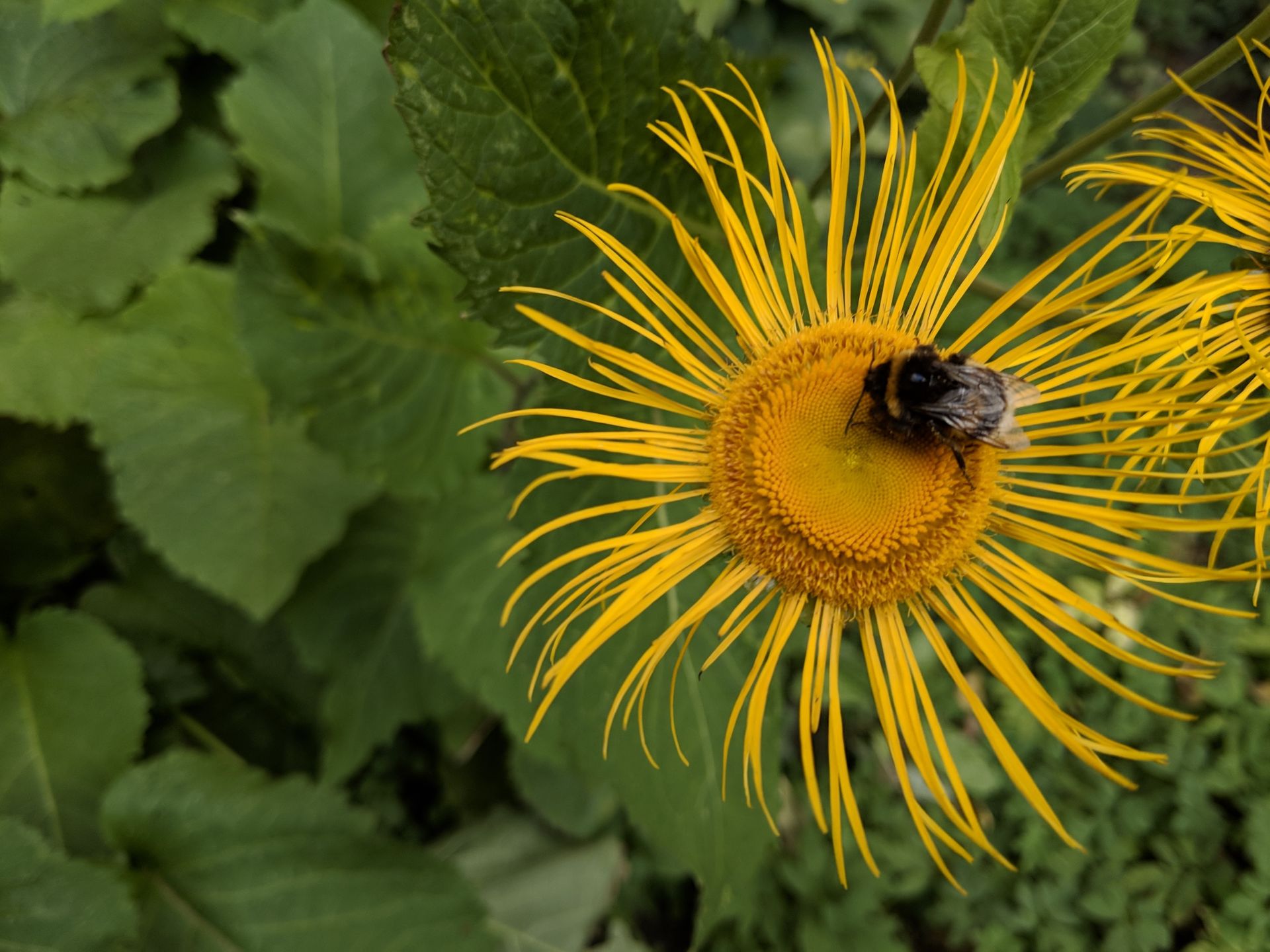 Google Pixel 3: podsumowanie przecieków 8