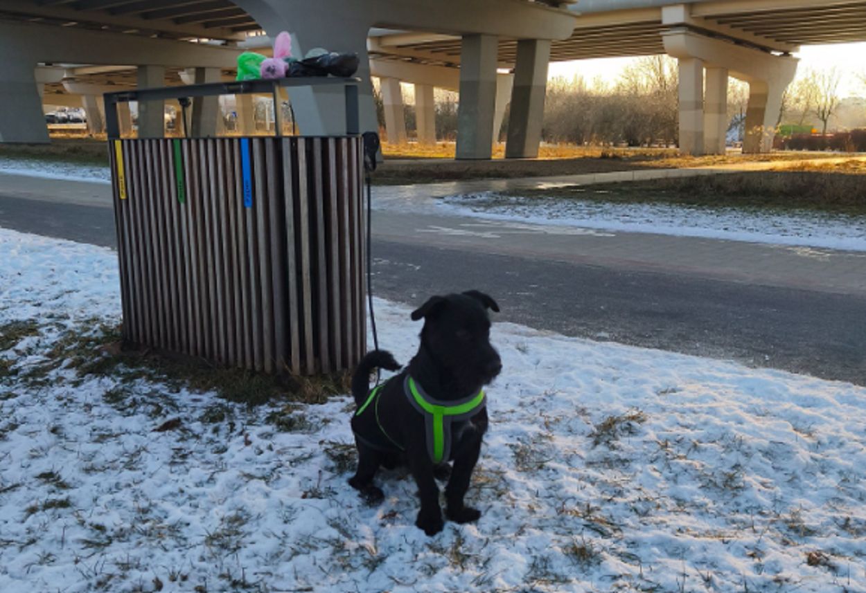 Szok. Pies przywiązany do kosza! Na zewnątrz 10 stopni mrozu