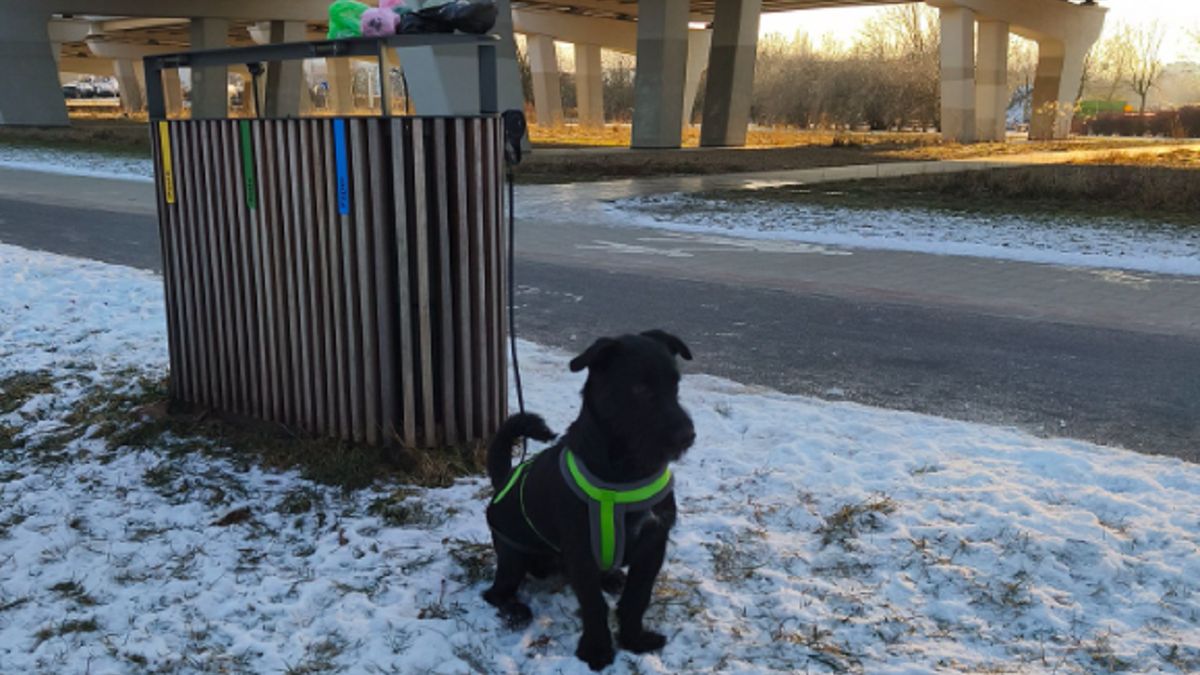 Szok. Pies przywiązany do kosza! Na zewnątrz 10 stopni mrozu