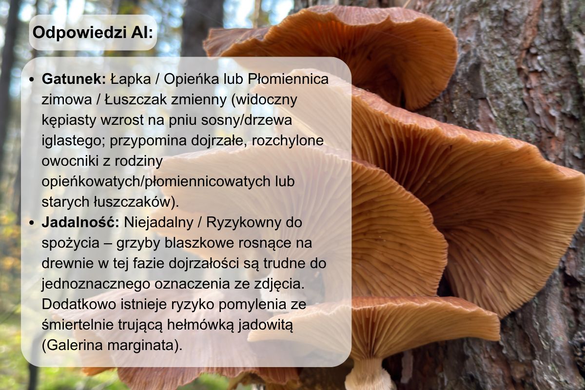 Gemini z dużą ostrożnością oznaczyło zdjęcie opieńki miodowej