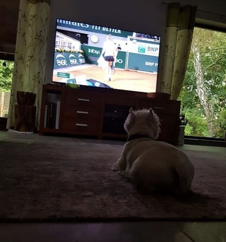 Salon w domu Artura Barcisia