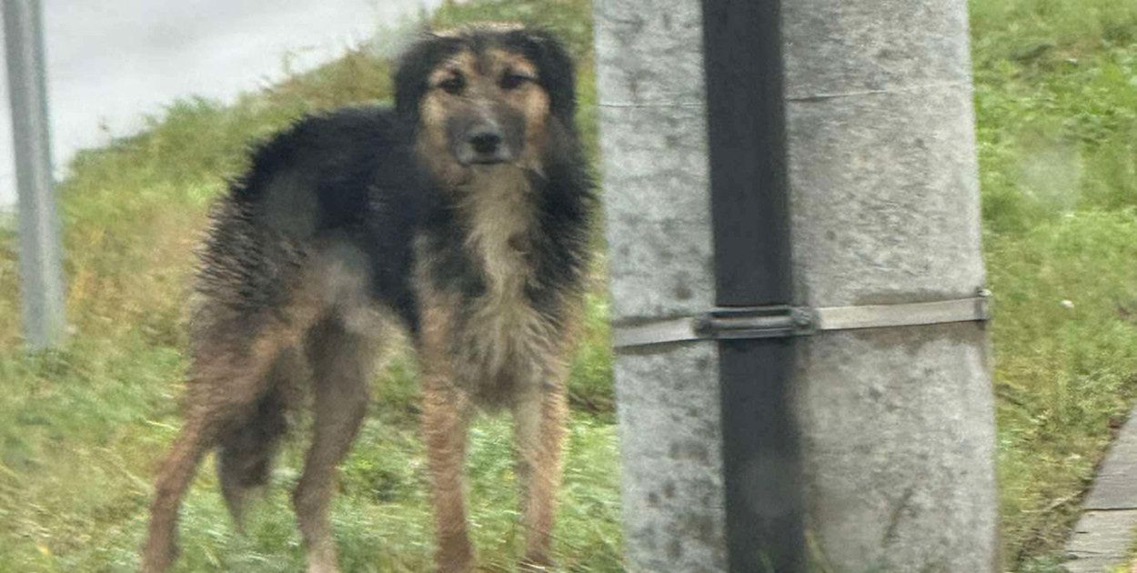 Włocławek: Pies, który przepłynął Wisłę, żyje. Nowe informacje od TOZ