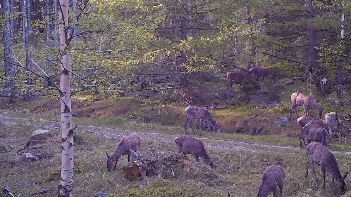 Stado żerujących jeleni