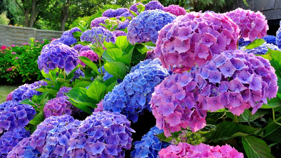 hortensias, fleurs d'hortensia, boules d'hortensias, décoration, fond d'écran, poster, arbrisseau, beauté, belle, bleu, brousse, couleur, délicat, détail, extérieur, feuille, fleur, fleurir, floral, fond, forme, frais, hortensia, jardin, jardinage, joli, lumineux, macro, nature, plante, pluriannuel, pétale, romantique, rose, saison, saisonnier, summer, time, texture, velouté, vert, vie, violette, branches, feuillage
