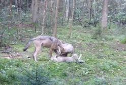 Niezwykłe nagranie z fotopułapki. "Piękne i przerażające zarazem"