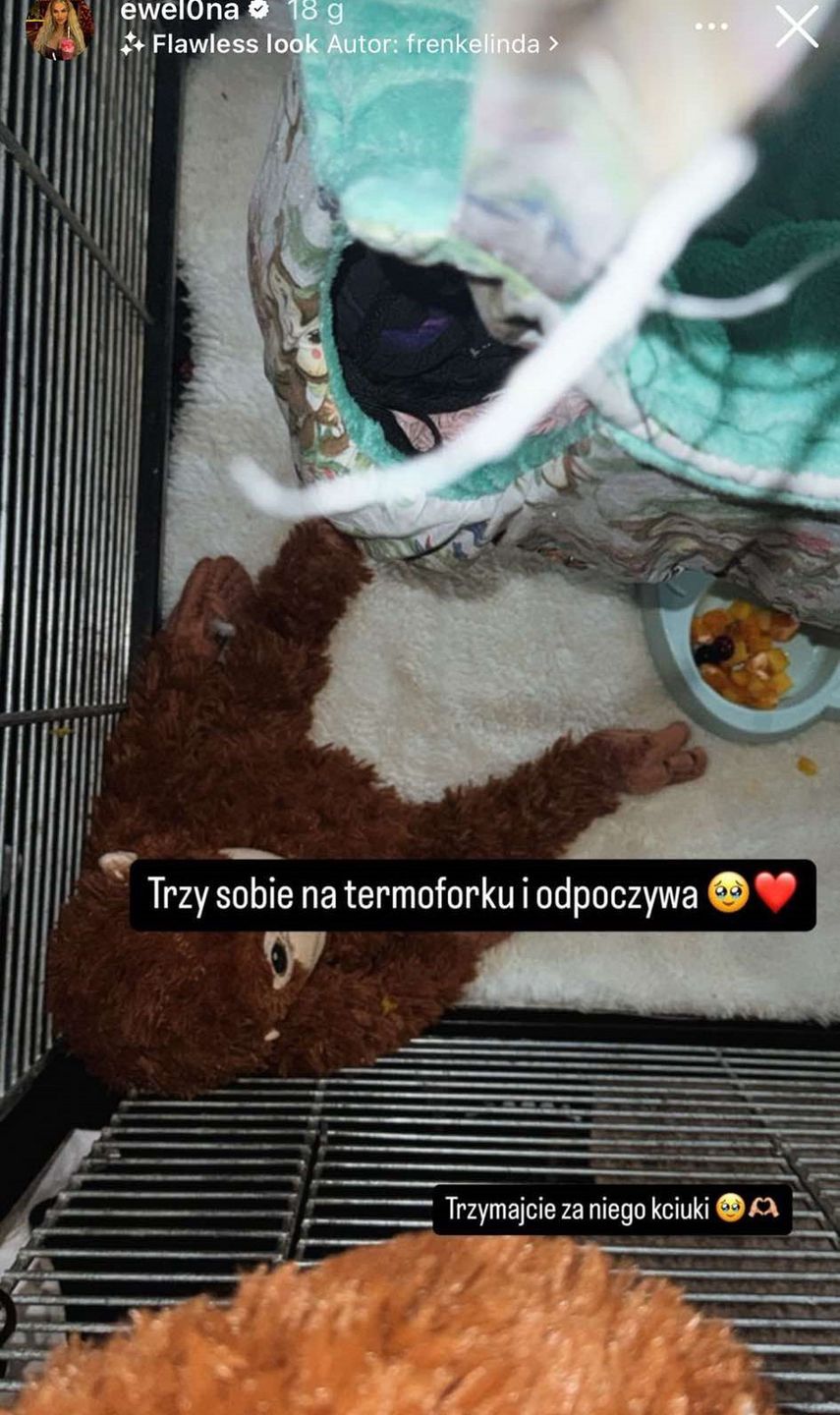Małpa Ewelony została pogryziona