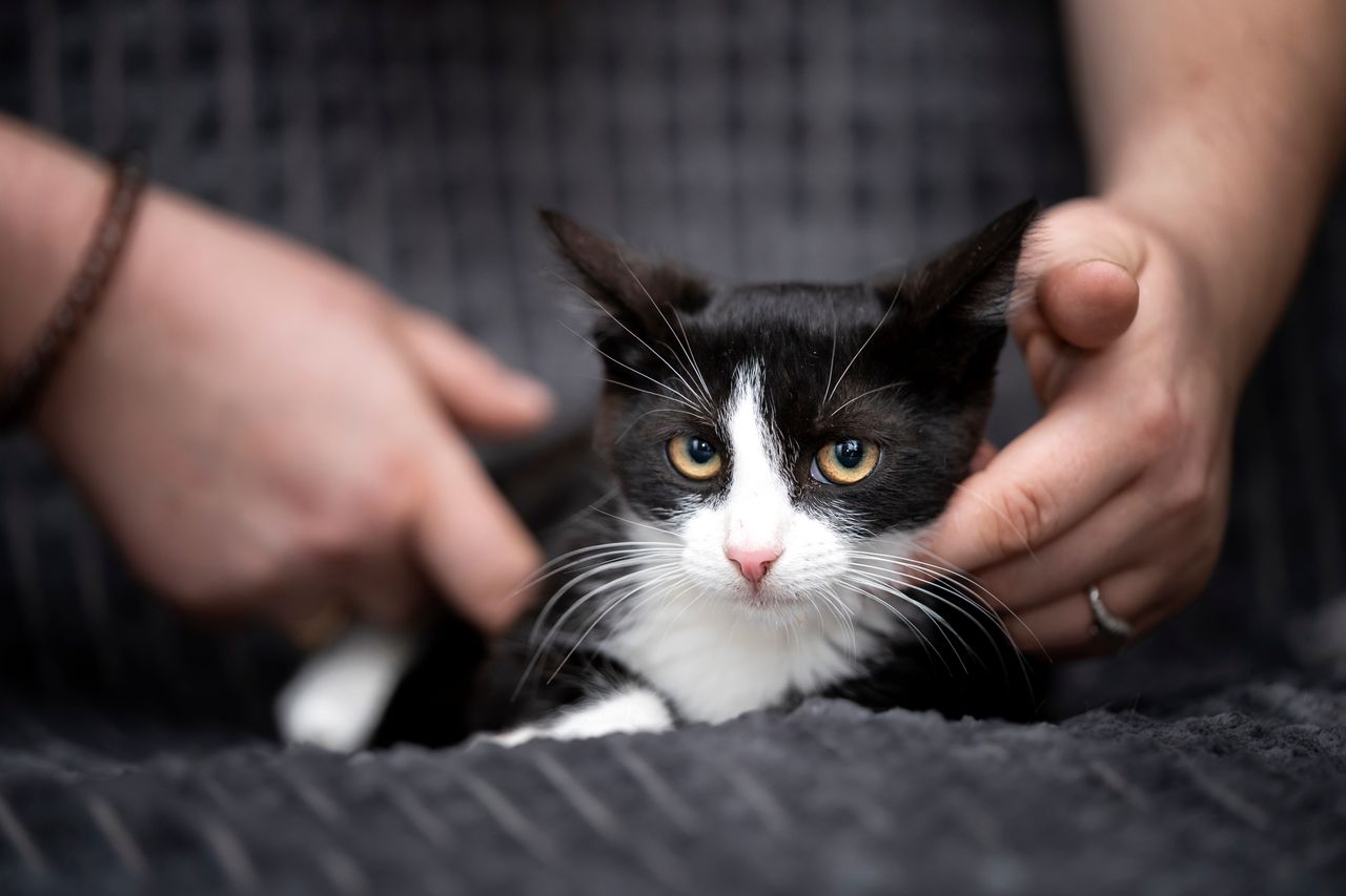 Kot wszędzie za tobą chodzi? Oto co chce ci "przekazać"