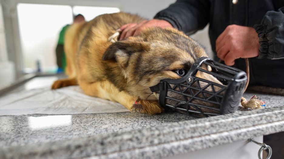 Kolejny przypadek wścieklizny na Lubelszczyźnie