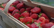 Wcale nie mróz. Oto największy problem dla truskawek