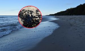 Czarna substancja na bałtyckich plażach. Turyści mają trzymać się z daleka