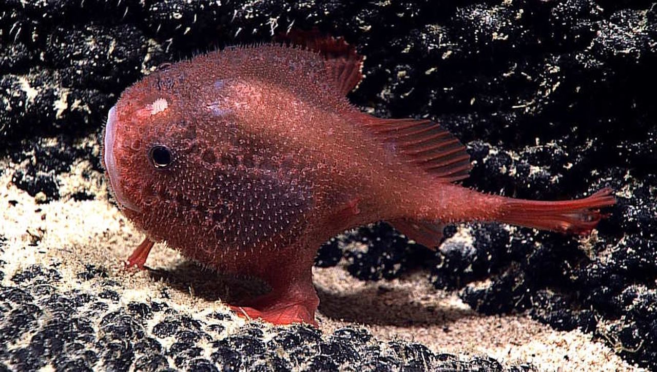 Na dnie Pacyfiku odkryto dziesiątki nowych gatunków