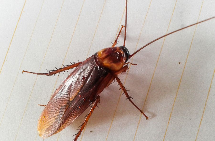 Singapur testuje zdolności karaluchów do ratowania ludzi