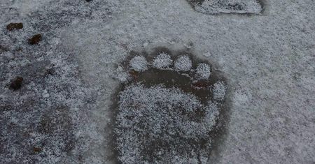 Potężne ślady w Bieszczadach. To świadczy o jednym