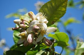 Bergamotka - właściwości, działanie i zastosowanie