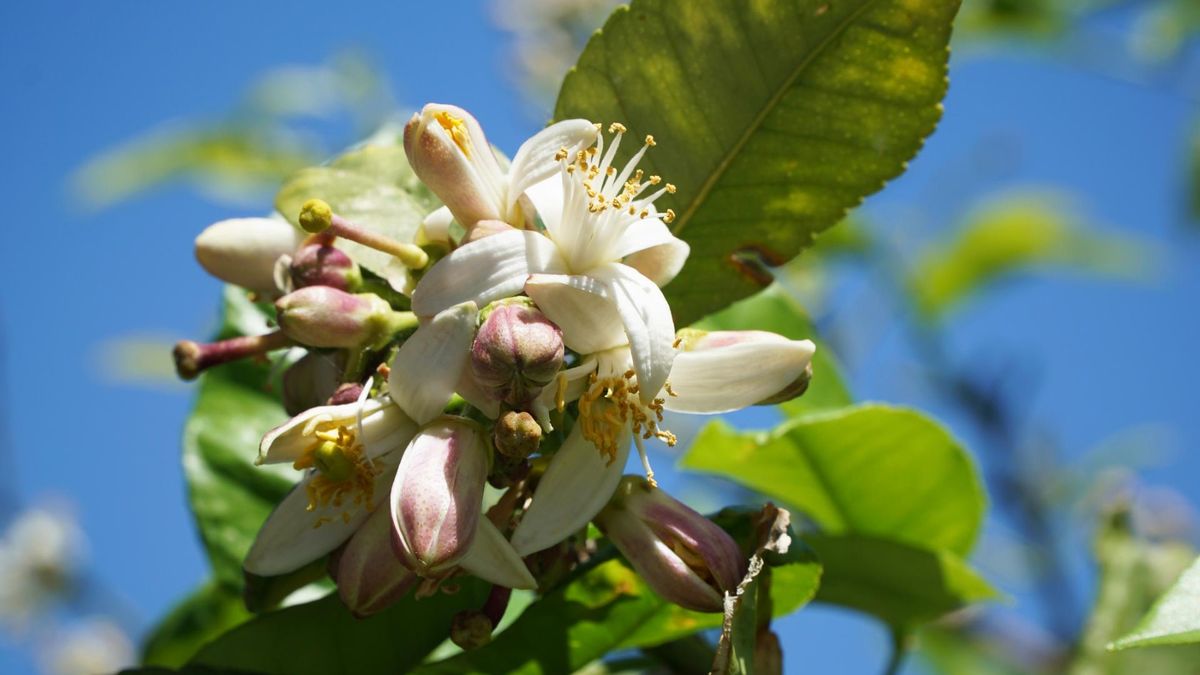 Bergamotka ma działanie lecznicze i poprawia urodę