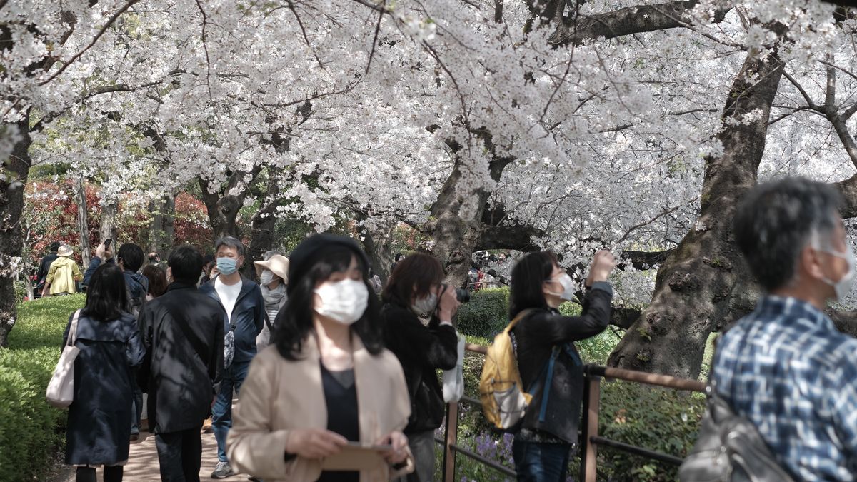 Z roku na rok wiśnie zakwitają w Japonii coraz szybciej.