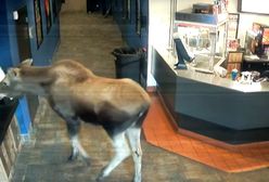 Łoś wszedł do kina i poczęstował się popcornem. Nagranie z Alaski to hit