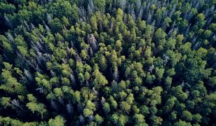 Białowieski Park Narodowy. Spotkanie z żubrem i lasem pierwotnym