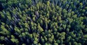 Białowieski Park Narodowy. Spotkanie z żubrem i lasem pierwotnym