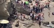 Odpoczywali spokojnie na plaży. Nagle lwy morskie ruszyły w ich stronę [WIDEO]